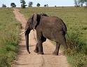 Why did the elephant cross the road